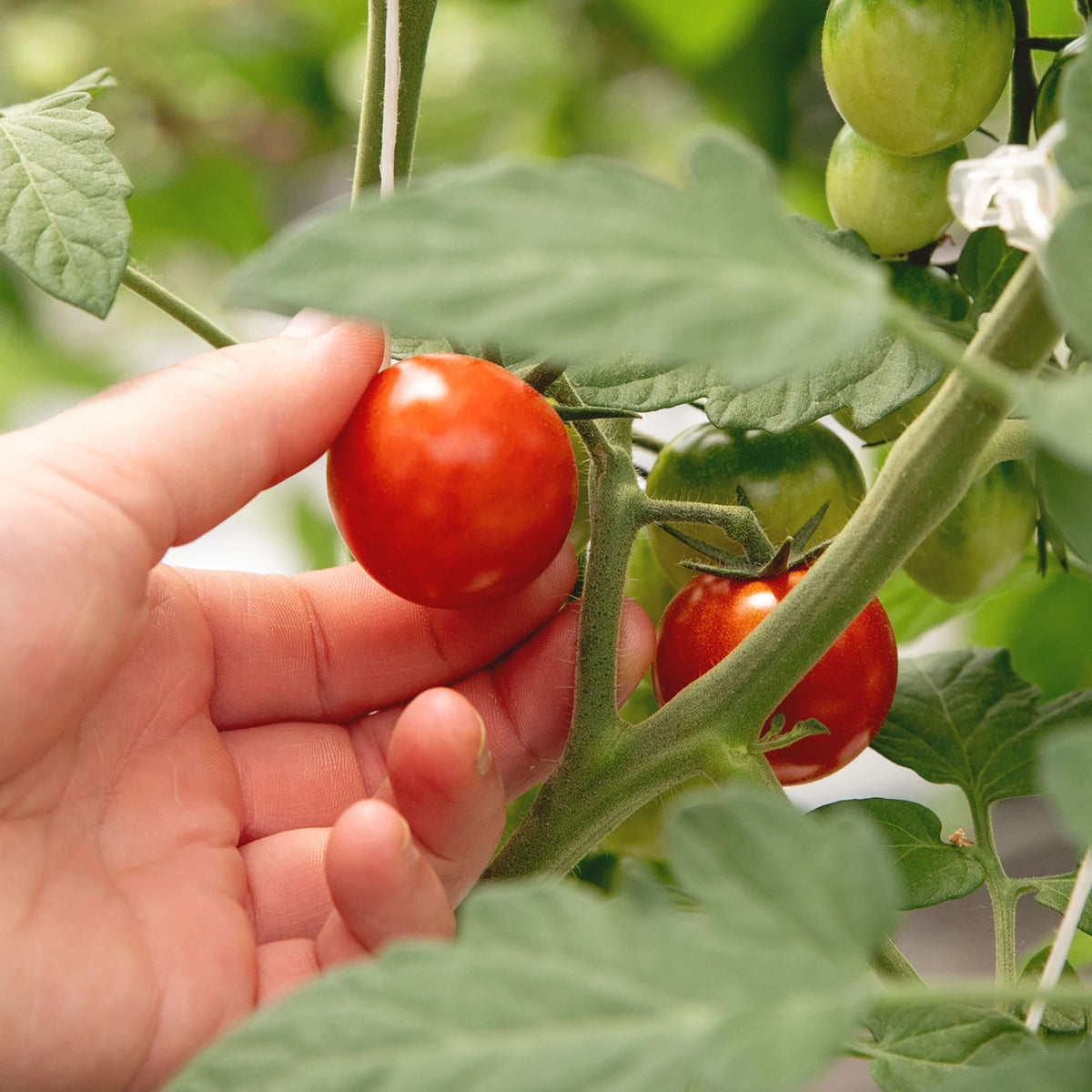 Fresh Tomato Savory Jam (5.4oz)
